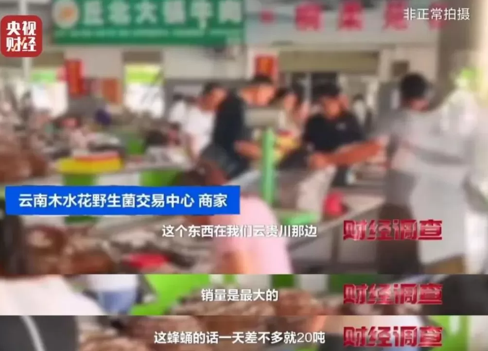 “杀人蜂”遭滥养！有人赚得盆满钵满-第23张图片-