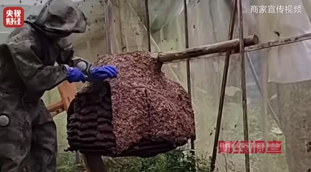 “杀人蜂”遭滥养！有人赚得盆满钵满-第26张图片-