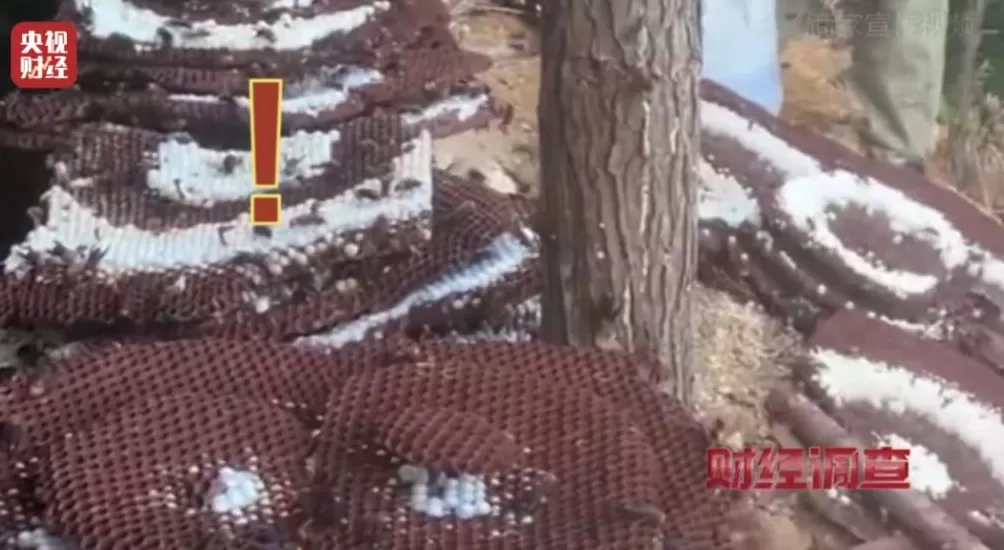 “杀人蜂”遭滥养！有人赚得盆满钵满-第24张图片-