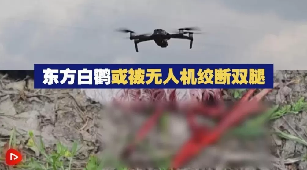 全世界的动物，都怕了这种出片神器-第3张图片-