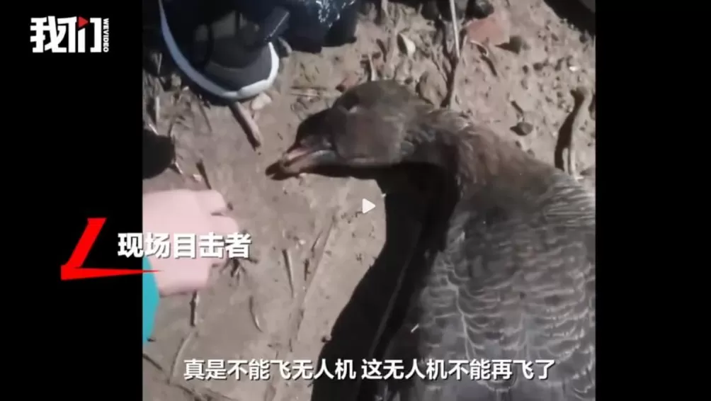 全世界的动物，都怕了这种出片神器-第2张图片-