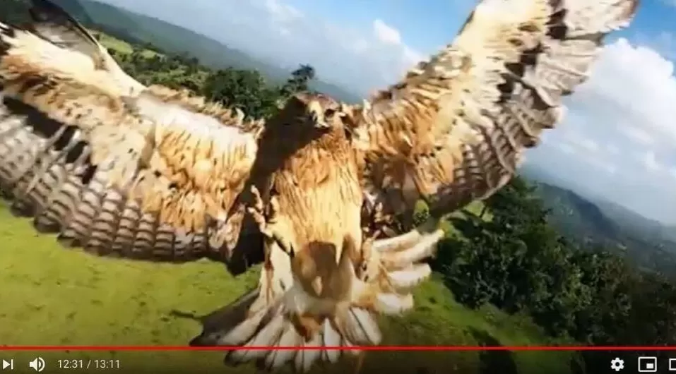 全世界的动物，都怕了这种出片神器-第7张图片-