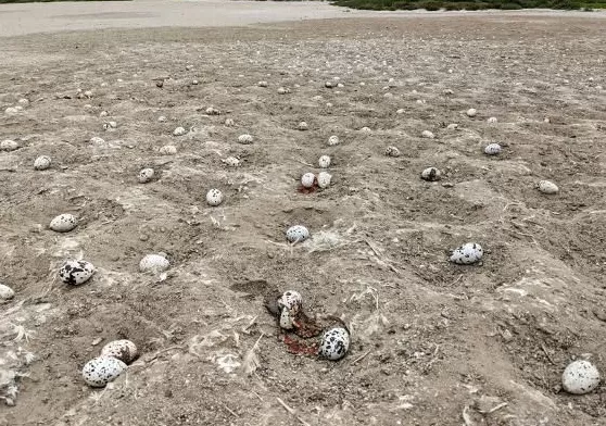 全世界的动物，都怕了这种出片神器-第6张图片-