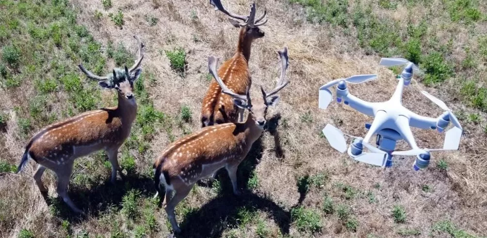 全世界的动物，都怕了这种出片神器-第11张图片-