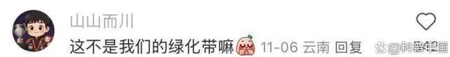 超市50块钱一斤的网红菜，竟是云南人的“绿化带”-第4张图片-