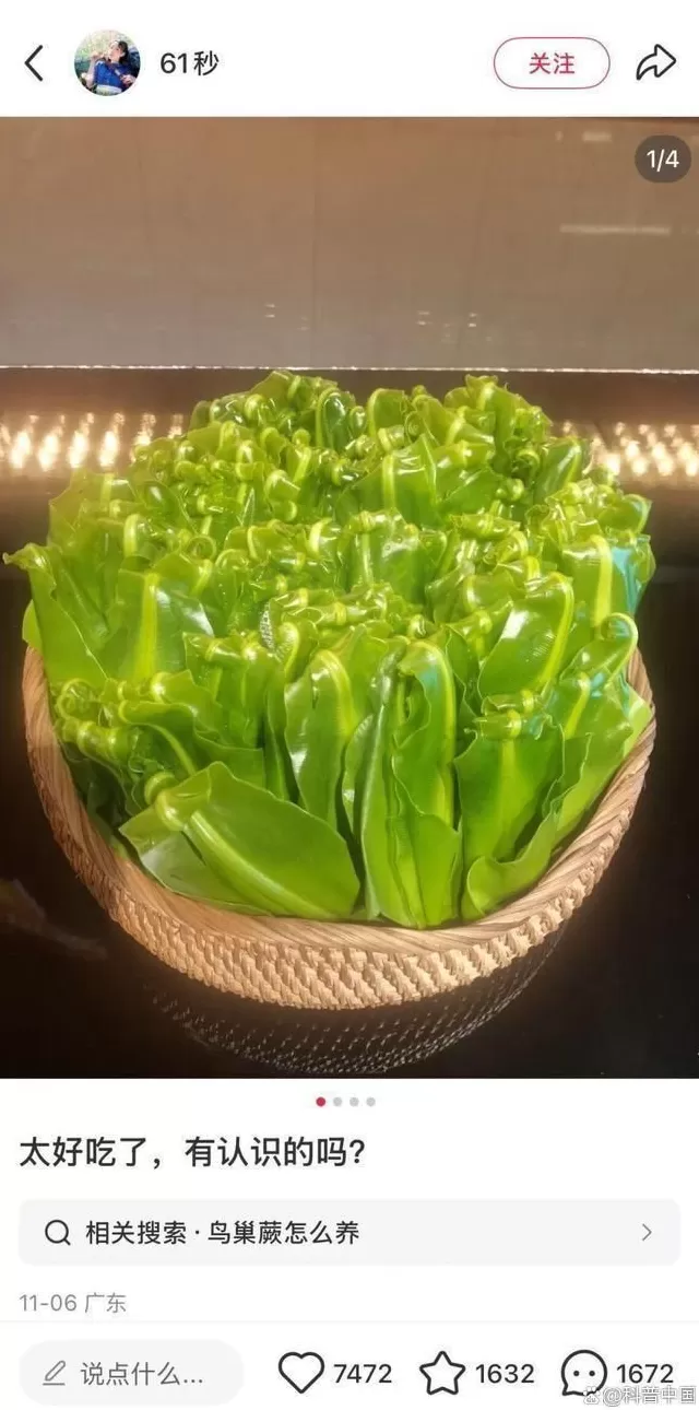 超市50块钱一斤的网红菜，竟是云南人的“绿化带”-第1张图片-