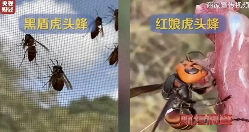 云南龙陵一企业养殖伤人蜂，宣称6666元包教包会，当地多部门回应-第1张图片-