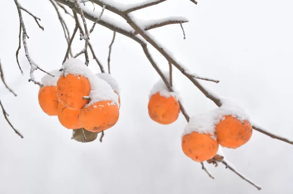 城事｜寒潮南下，冰冻线越过长江，全国今起转晴朗干燥模式-第9张图片-