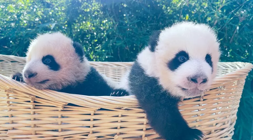 与妈妈“芊金”一字相承，这对大熊猫龙凤胎取名“芊然”与“芊逸”-第1张图片-