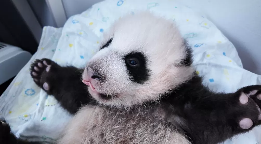 与妈妈“芊金”一字相承，这对大熊猫龙凤胎取名“芊然”与“芊逸”-第3张图片-