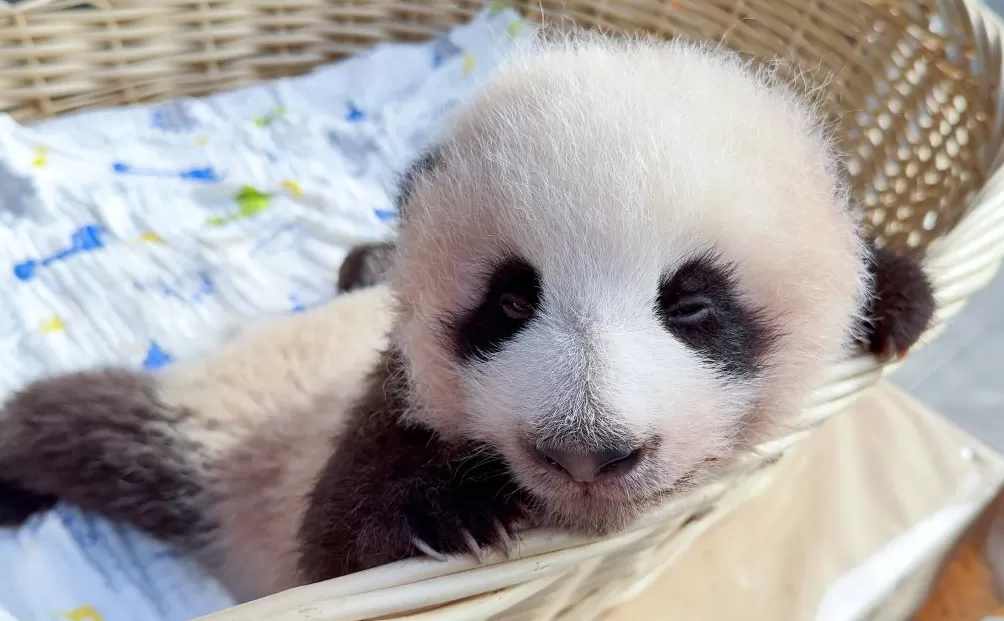 与妈妈“芊金”一字相承，这对大熊猫龙凤胎取名“芊然”与“芊逸”-第2张图片-