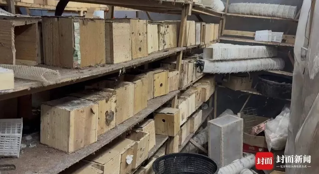 央视曝光“杀人蜂”滥养牟利引关注，四川犍为：正联合调查虎头蜂养殖情况-第5张图片-