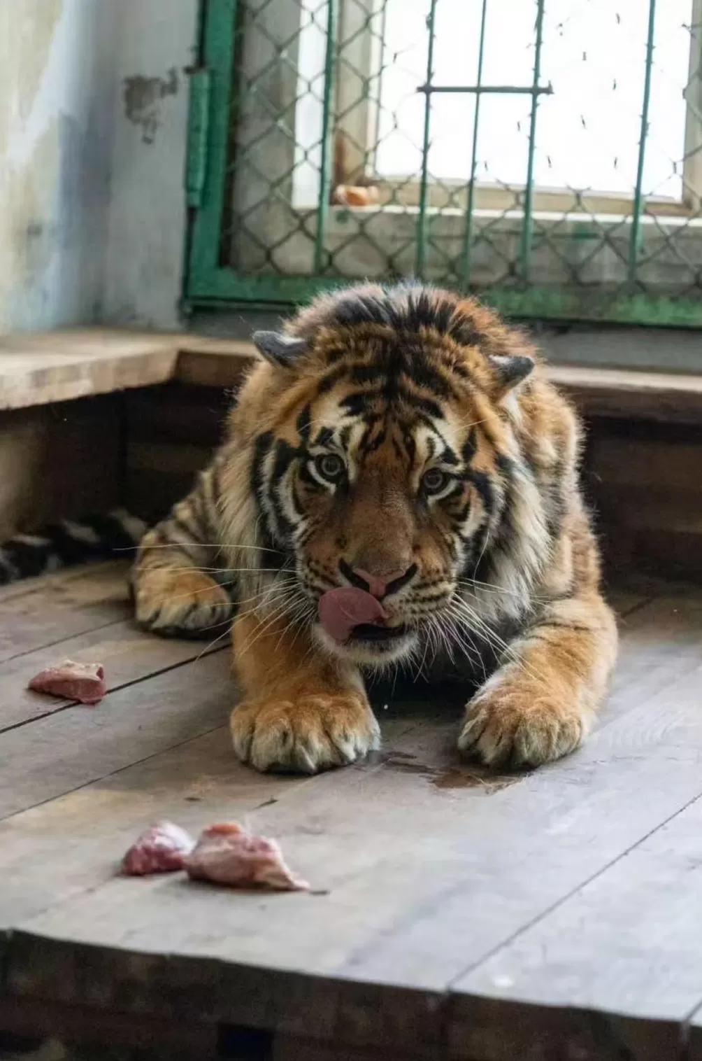 认养东北虎被隐瞒死讯、园方称档案须保密，律师：认养人有知情权-第1张图片-