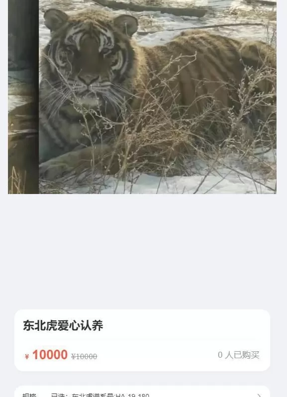 认养东北虎被隐瞒死讯、园方称档案须保密，律师：认养人有知情权-第4张图片-