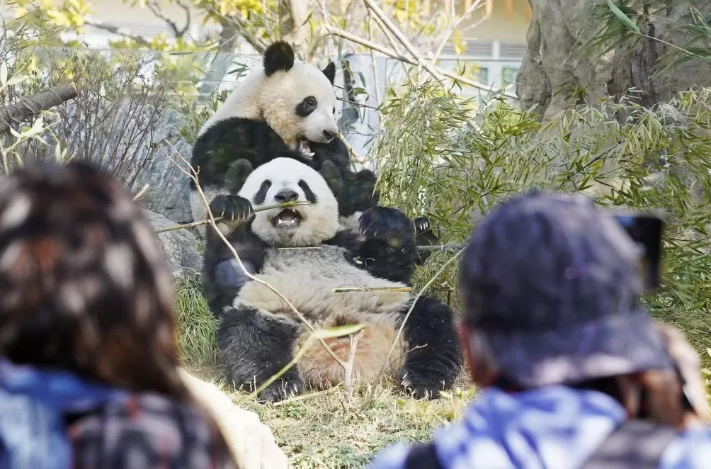 镜头内外｜最后2只旅日大熊猫 “晓晓”“蕾蕾” 即将归国-第5张图片-
