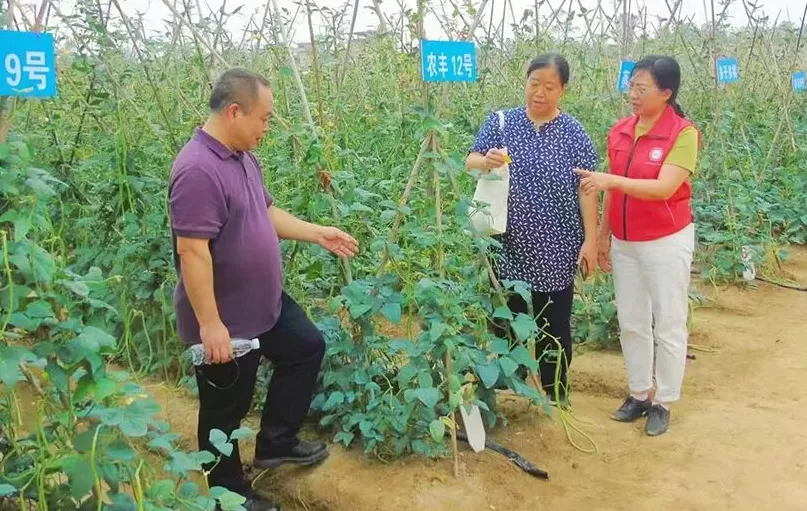 中国农科院专家团赴北海开展灾后蔬菜生产技术培训-第2张图片-