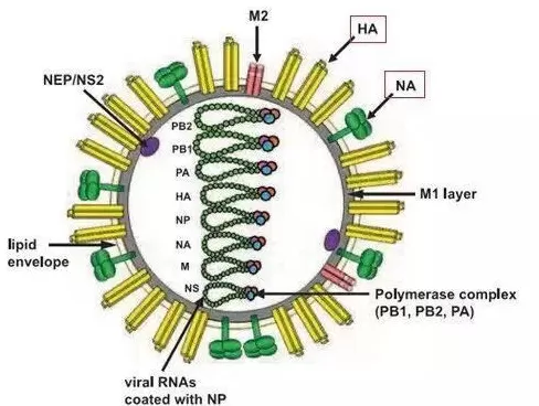 流感活动持续上升，一周暴发955起！重症可致死-第5张图片-