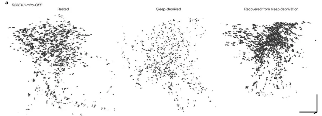 最新研究：熬大夜，又多了这些不可逆的代价-第12张图片-