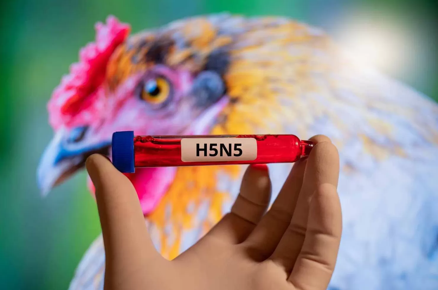 美国报告H5N5型禽流感致人死亡病例，据信为全球首例-第1张图片-