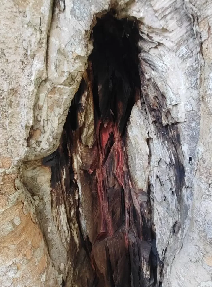 包茂红｜巴西历史上的出口繁荣与资源诅咒-第1张图片-