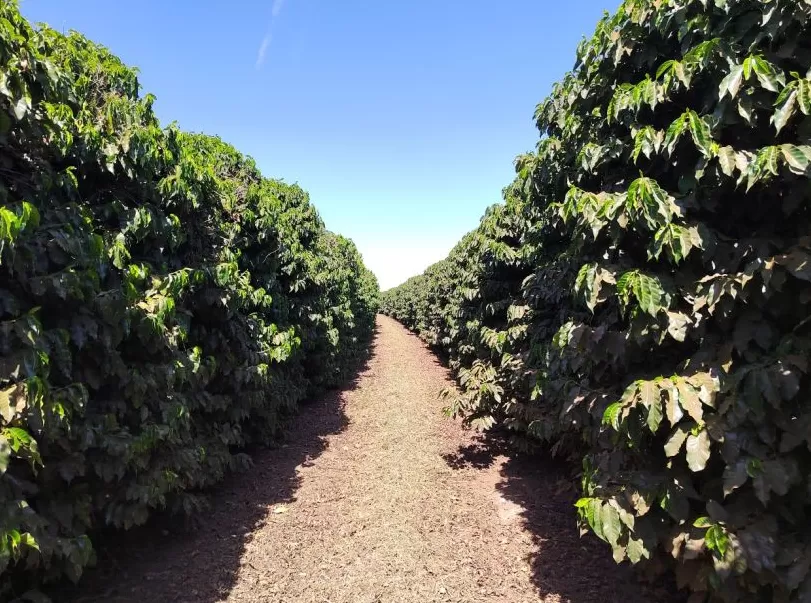 包茂红｜巴西历史上的出口繁荣与资源诅咒-第4张图片-