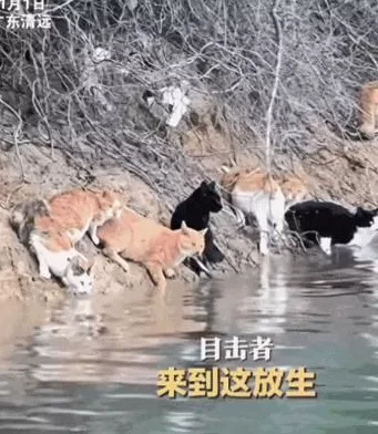 没有功德，只剩缺德-第9张图片-