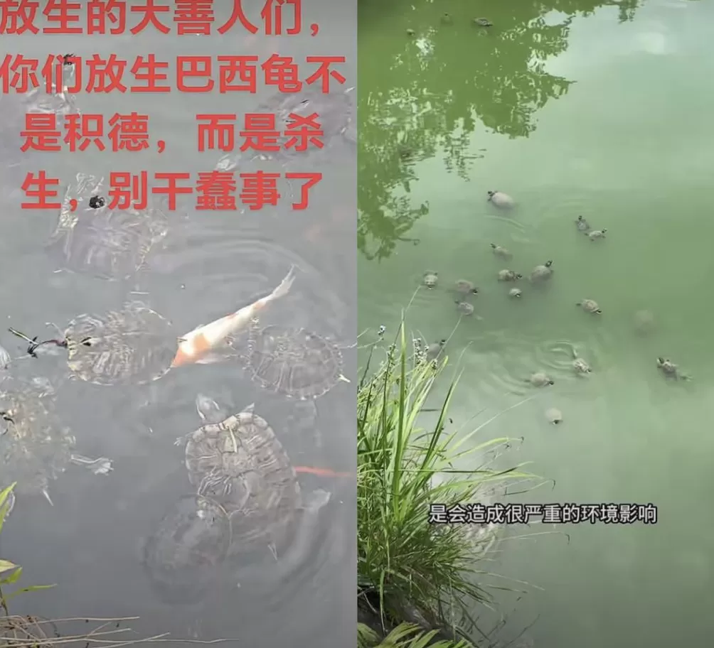 没有功德，只剩缺德-第13张图片-