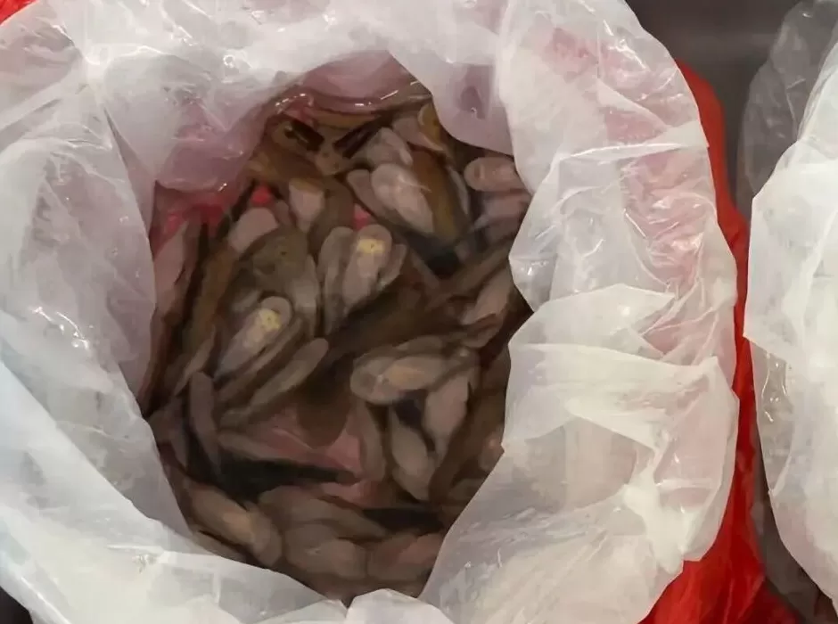 深圳海关在一进境女旅客黑色长裙内,查获229条活体鱼-第1张图片- 深圳海关在一进境女旅客黑色长裙内,查获229条活体鱼-第1张图片-