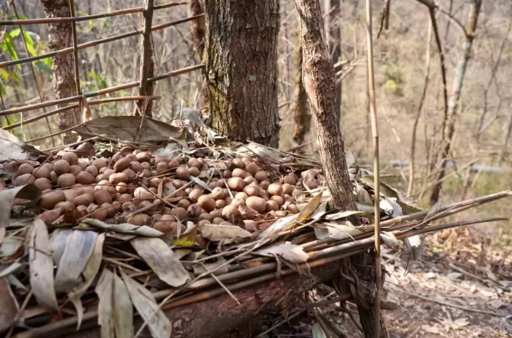 张家界荒野求生,一群想过得好一点的人-第5张图片- 张家界荒野求生,一群想过得好一点的人-第5张图片-