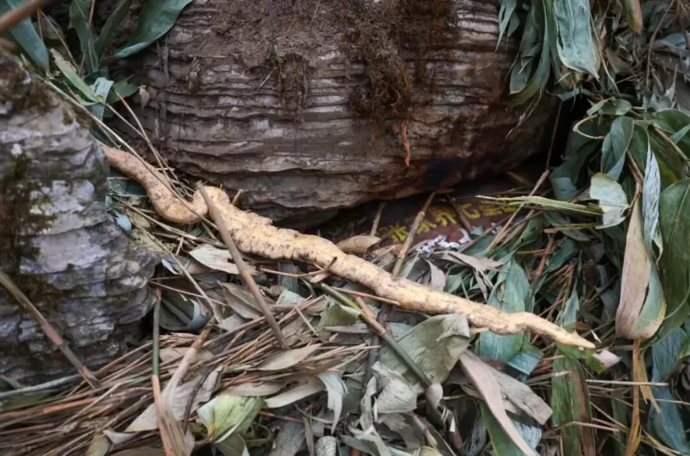 张家界荒野求生,一群想过得好一点的人-第16张图片- 张家界荒野求生,一群想过得好一点的人-第16张图片-