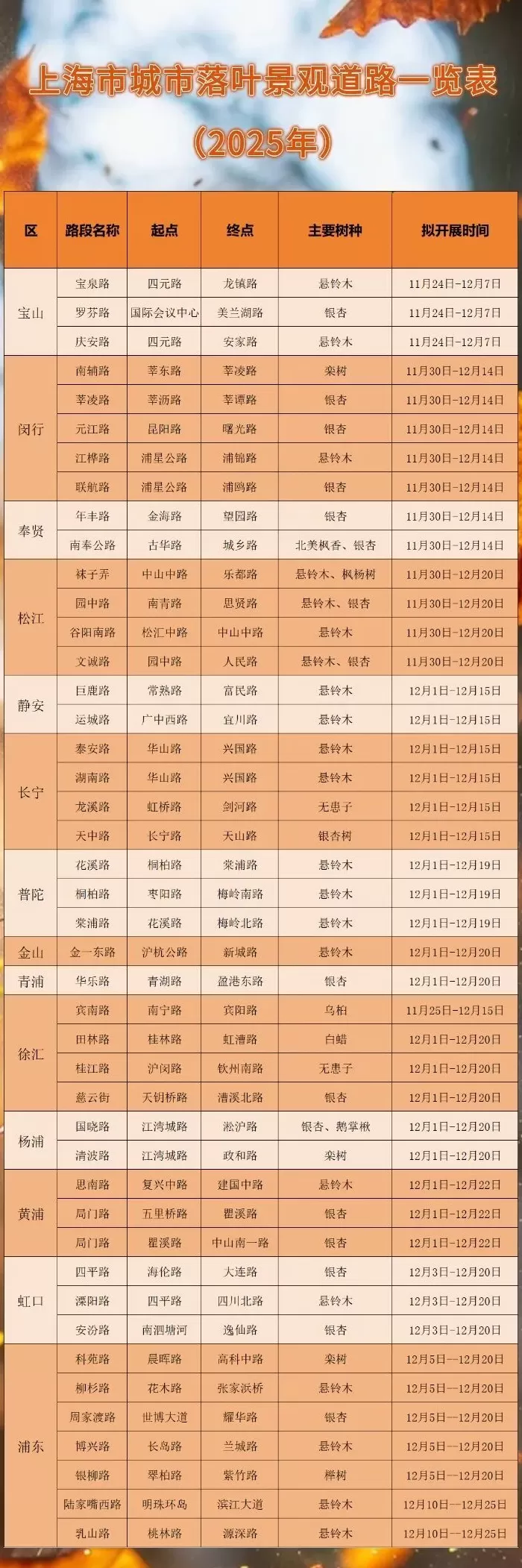 又是一年深秋浪漫，申城44条“落叶不扫景观道”将陆续上线-第2张图片-