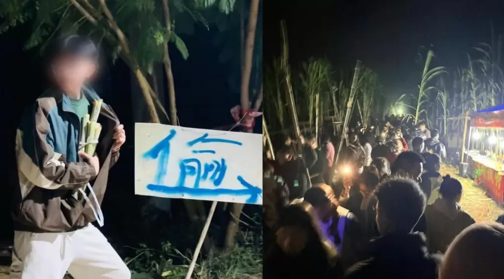 从“偷菜”到“偷甘蔗”，为什么我们总爱这种游戏？-第2张图片-