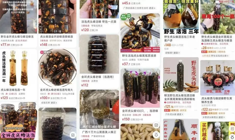 “成本500售价5000”！“蜂拥而上”的虎头蜂产业，是商机还是骗局-第14张图片-