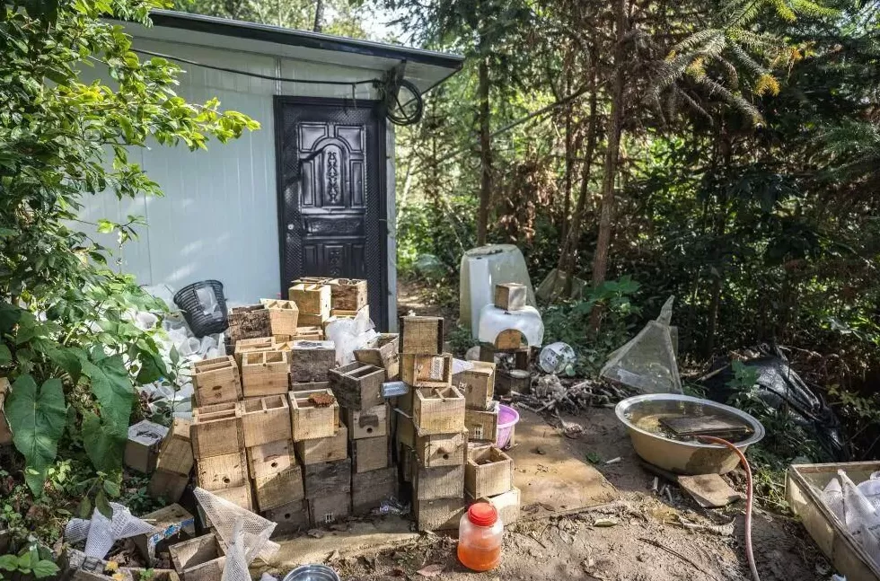 “成本500售价5000”！“蜂拥而上”的虎头蜂产业，是商机还是骗局-第13张图片-