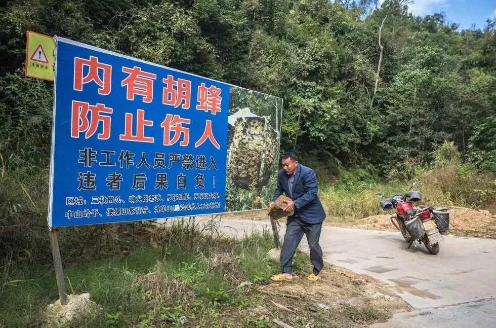 “成本500售价5000”！“蜂拥而上”的虎头蜂产业，是商机还是骗局-第18张图片-