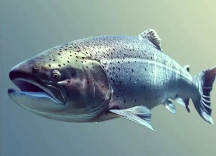 英国一核电站花65亿建“环保设施”，每年只救了100来条鱼-第1张图片-