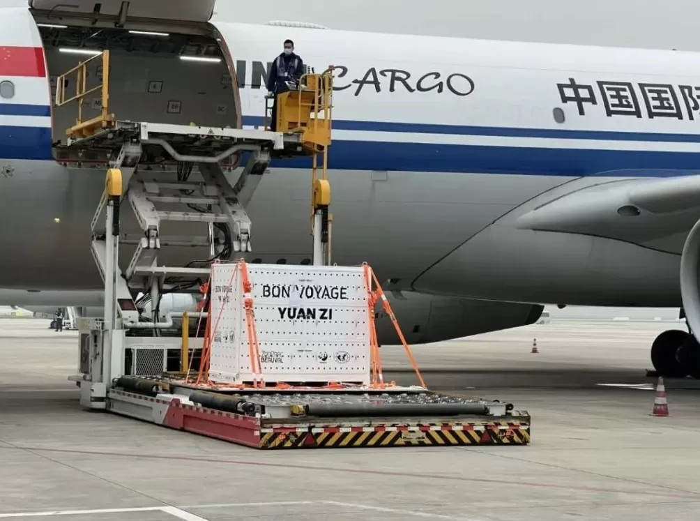 第1现场｜13年旅法生涯画句点，“欢欢”“圆仔”荣耀归来-第2张图片-