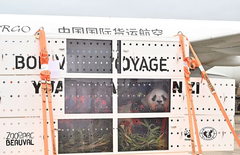 第1现场｜13年旅法生涯画句点，“欢欢”“圆仔”荣耀归来-第8张图片-