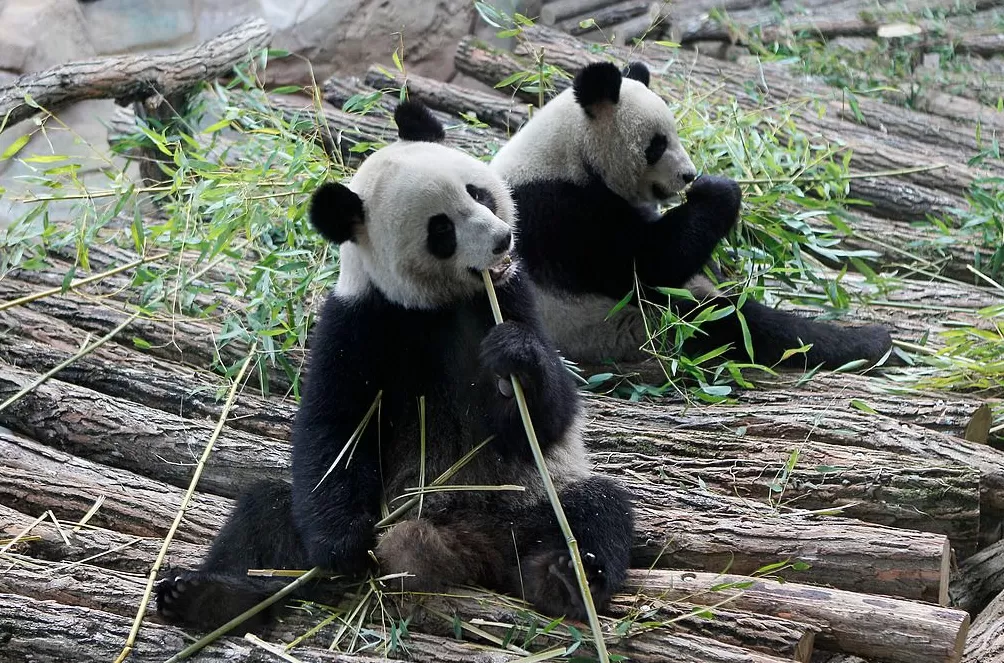 第1现场｜13年旅法生涯画句点，“欢欢”“圆仔”荣耀归来-第10张图片-