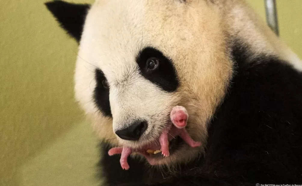 第1现场｜13年旅法生涯画句点，“欢欢”“圆仔”荣耀归来-第14张图片-