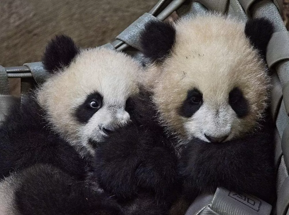 第1现场｜13年旅法生涯画句点，“欢欢”“圆仔”荣耀归来-第15张图片-