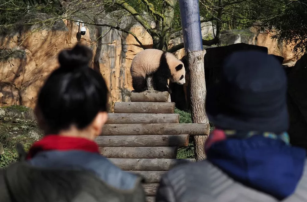 第1现场｜13年旅法生涯画句点，“欢欢”“圆仔”荣耀归来-第16张图片-