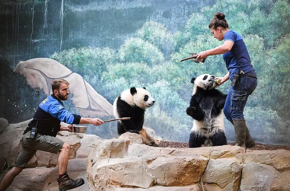 第1现场｜13年旅法生涯画句点，“欢欢”“圆仔”荣耀归来-第17张图片-