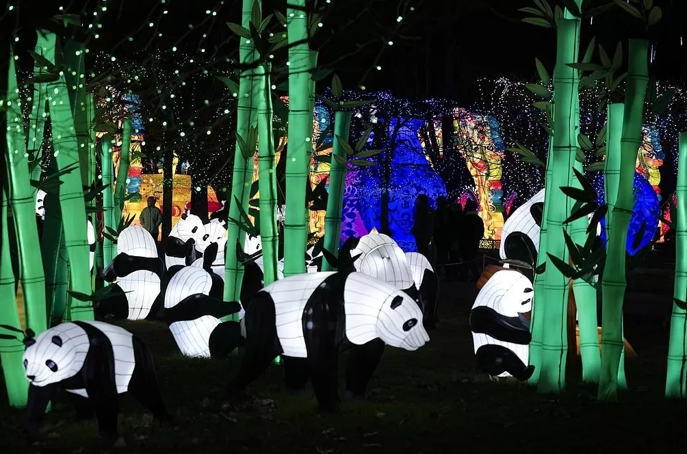 第1现场｜13年旅法生涯画句点，“欢欢”“圆仔”荣耀归来-第19张图片-