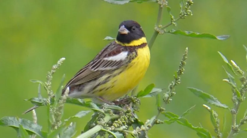 地方新闻精选 | 湖北警方打掉54人非法捕杀候鸟团伙 四川拟禁止或限制在公共场所吸烟-第1张图片- 地方新闻精选 | 湖北警方打掉54人非法捕杀候鸟团伙 四川拟禁止或限制在公共场所吸烟-第1张图片-