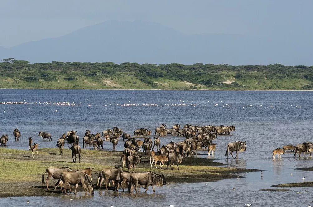 聪明躺平、享受当下、长期主义，非洲是太阳的阴影还是投资的蓝海？｜907编辑部-第1张图片-